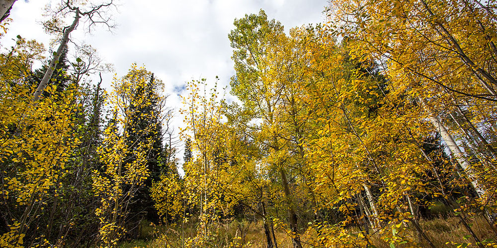 fall-aspen-viewing-2