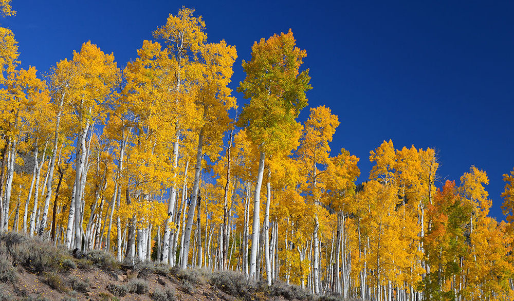 fall-aspen-viewing-3